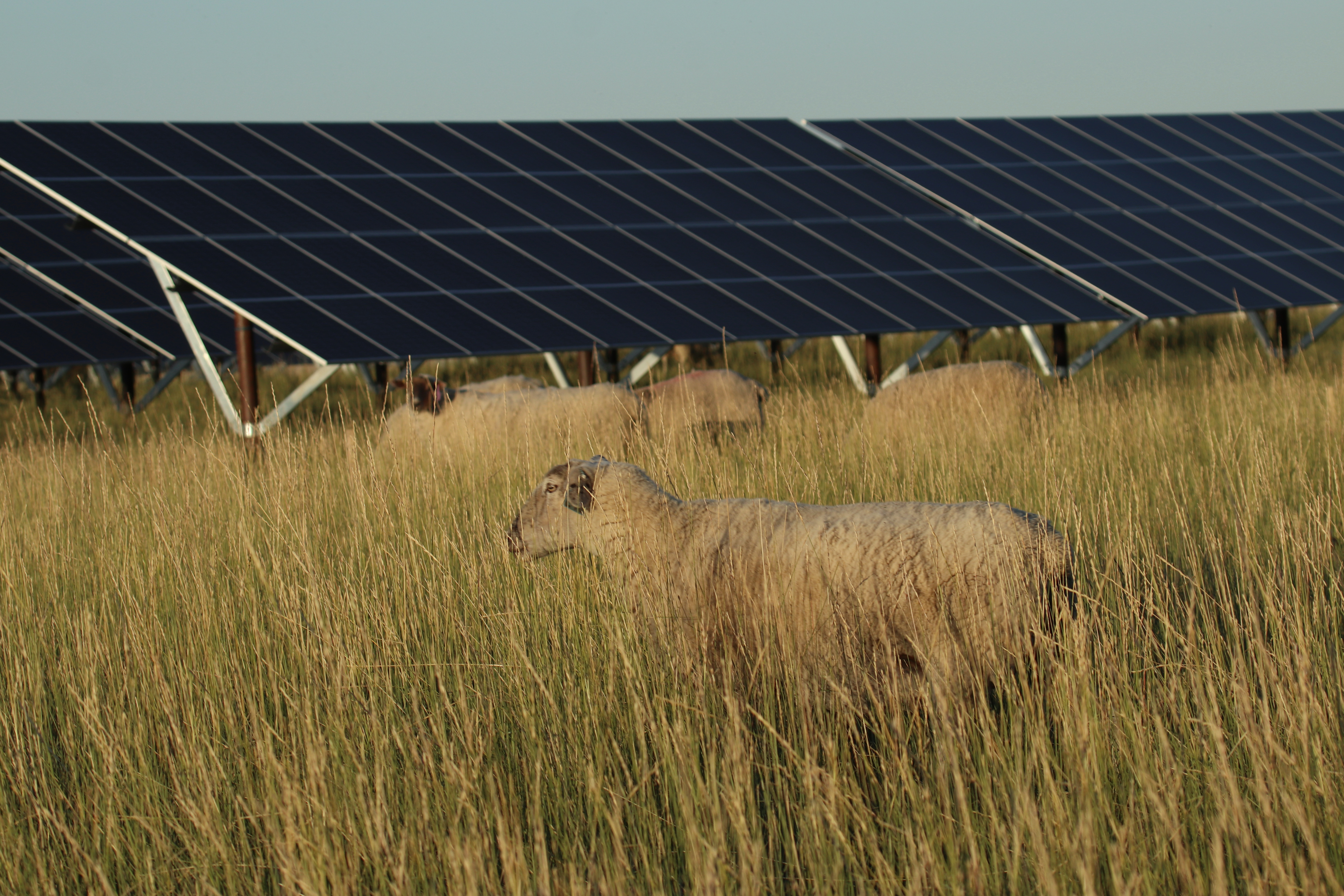 Farming grass, sheep and solar