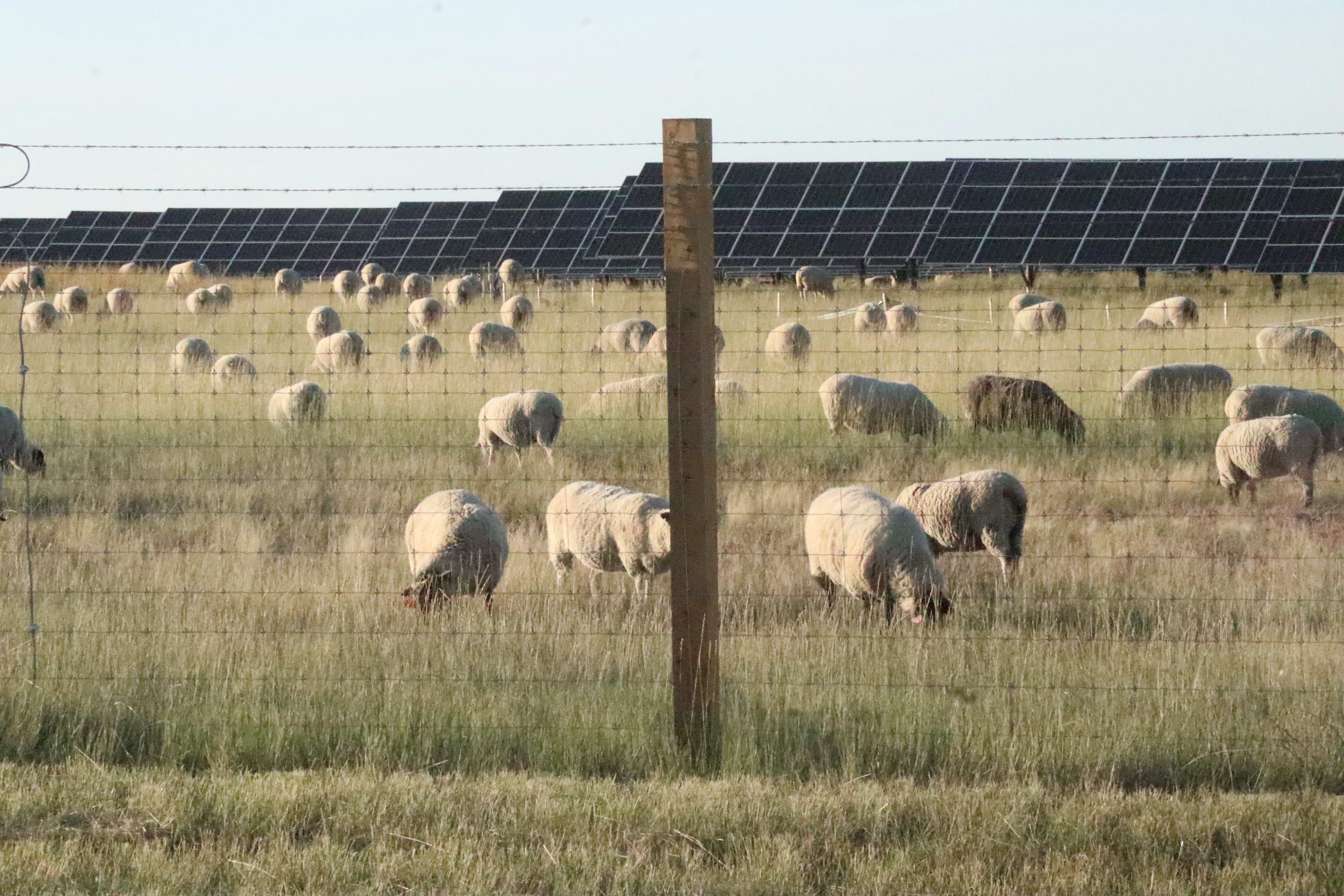 Sheep and Solar